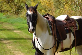 American Paint Horse atraktivní valach - 2