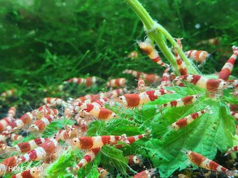 Krevetky Caridina - Red Crystal - 2