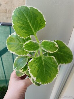 Rymovnik. Tradeskantia elegans. - 2