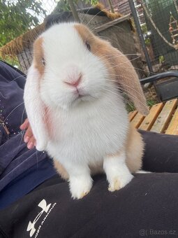 Nádherný sameček mini lop - 2