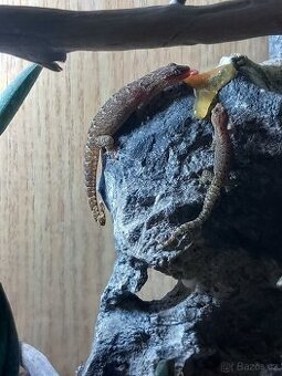 Gekon panenský (lepidodactylus lugubris) - 2