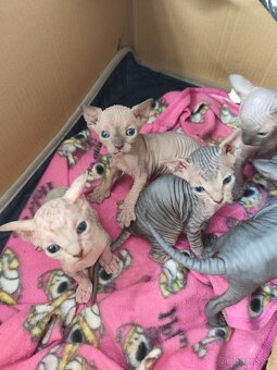 Kanadský Sphynx koťátka - 2