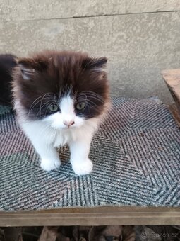 Koťátka zdarma k odběru - 2