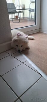 Samojed fenečka - 2