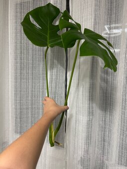 Prodej monstera - 2