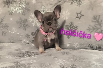 Francouzský buldoček - 2