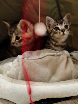 Daruji koťátka - 2