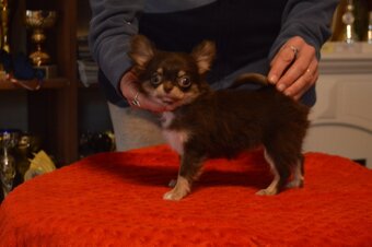 Čivava s PP - dlouhosrstá fenka k odběru - 2