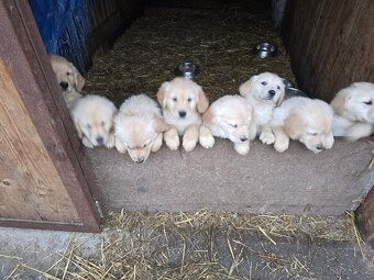 Štěňata Zlatý retrívr - 2