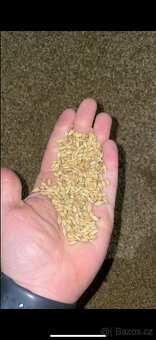 Pšenice/ječmen - 2