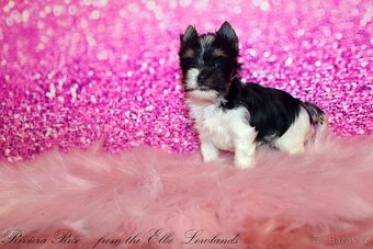 biewer terier s PP jorkšírský Fenka - 2