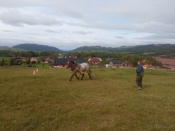 Prodám Slezského Norika - 2