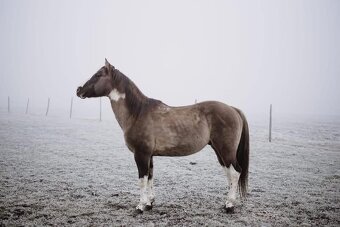 Apha žrebec pripustanie - 2