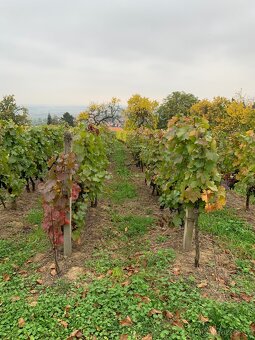 Pronájem vinohradu okr. Uh. Hradiště - 2