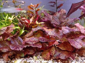 Akvarijní rostliny - 2