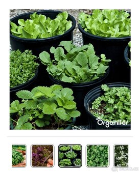 Bylinky byliny 22 druhů semen - 2