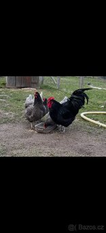 Násadová vajíčka žerzejský obr - 2