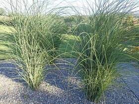 Ozdobnice čínská - 2