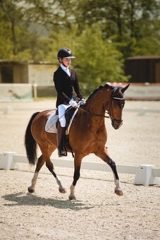 FEI Drezurní pony valach - 2