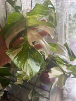 Monstera Albo - 2