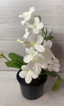 Streptocarpus - tořivka - 2