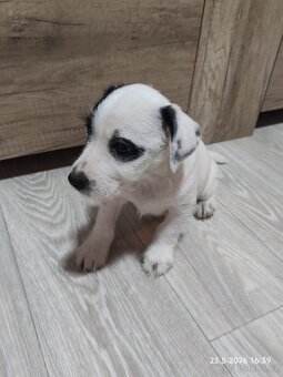 Jack Russell teriér - 2