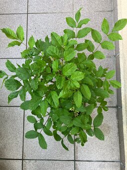 Bonsai, Bonsaj, jasan ztepilý - 2