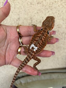 Agama vousata - samička het Trans het Hypo 100% het Witb. - 2