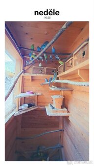 Andulky - 2