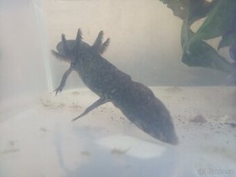 PRODEJ - AXOLOTL - 2