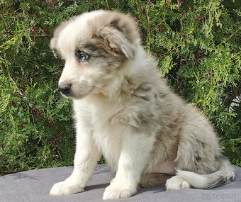 Border Collie, kolia - 2