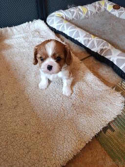 Kavalír king charles spaniel - 2