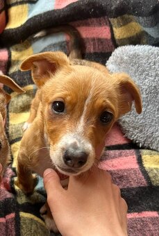 MINNIE K ADOPCI - hodná, umazlená holčička - 2