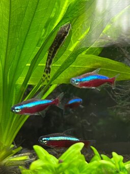 Daruji akvarijní rybky - 2