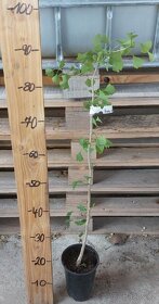 Ginko biloba stromky - 2