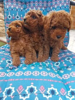 Maltipoo - 2