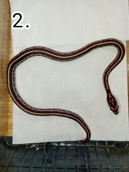 Užovka červená Letošní mláďata - 2