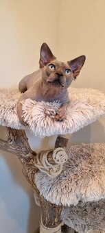 Kanadský sphynx krytí - 2