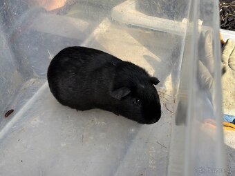 Cuy morče samec - 2