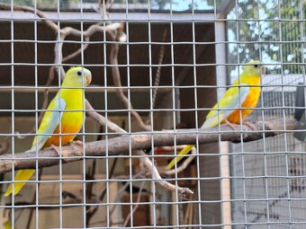 Neoféma tyrkysová - 2