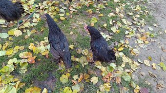 16.tydenni kohouti - 2