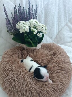 Shih Tzu , Shih-tzu s PP - 2