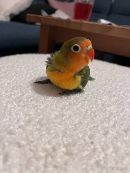 Agapornis Fischeri - 2