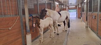 Letošní klisnička APH All around prospect - 2