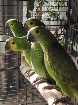 Amazoňan modročelý - 2