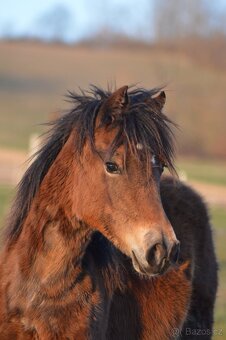Welsh cob - klisna - 2