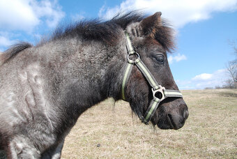 Loňský hřebeček 3/4 shetland pony - 2