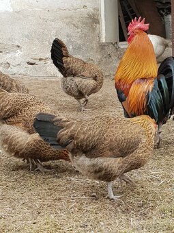 Násadová vejce Česká zlatá kropenka - 2