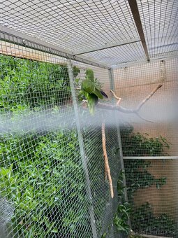 Amazonan surinamsky - 2