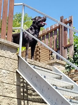 Labrador & Cane Corso - 2